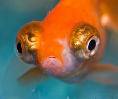 Goldfish