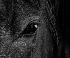 Dark horse