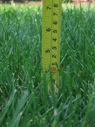 Grass length